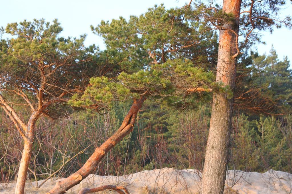 Forest Apartment Palanga Kültér fotó