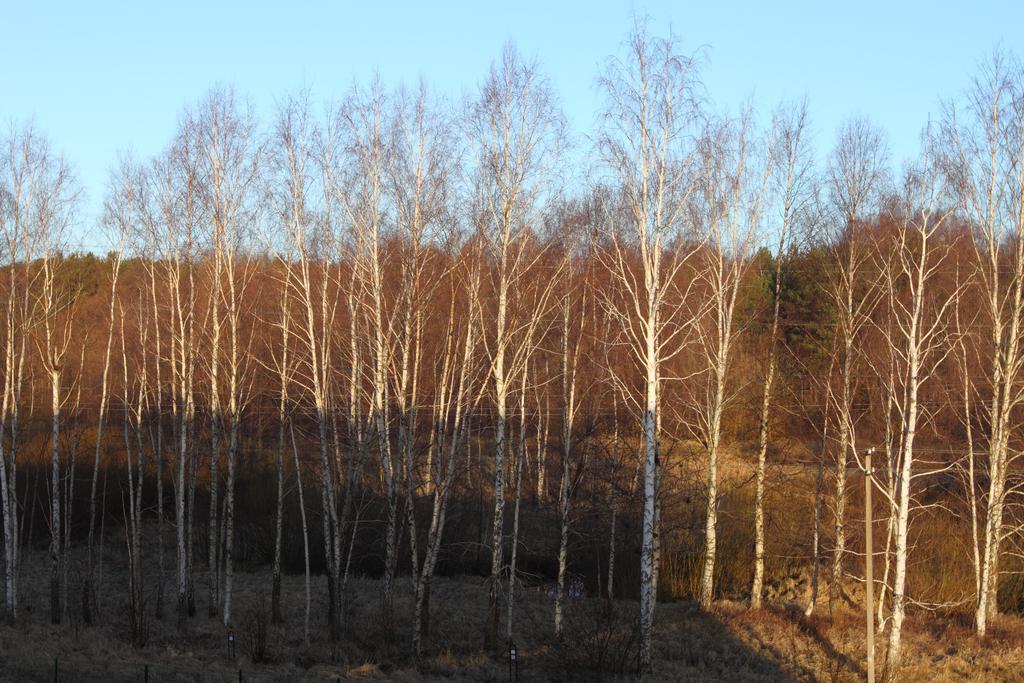 Forest Apartment Palanga Kültér fotó